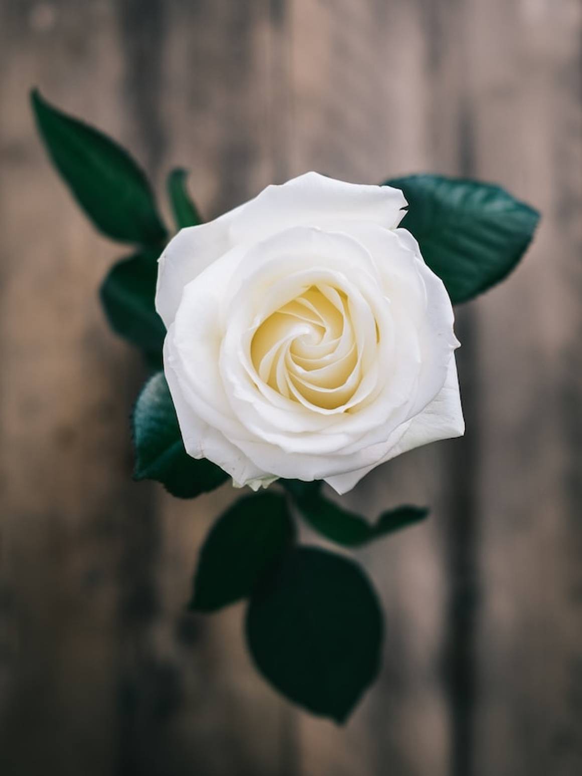 Khadeeja: Embracing the Name and the Legacy of Prophet Muhammad's First Wife